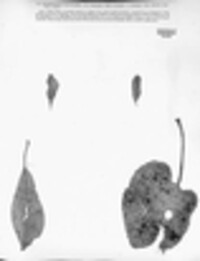 Sclerotium maculare image